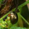 Chrysolina bankii